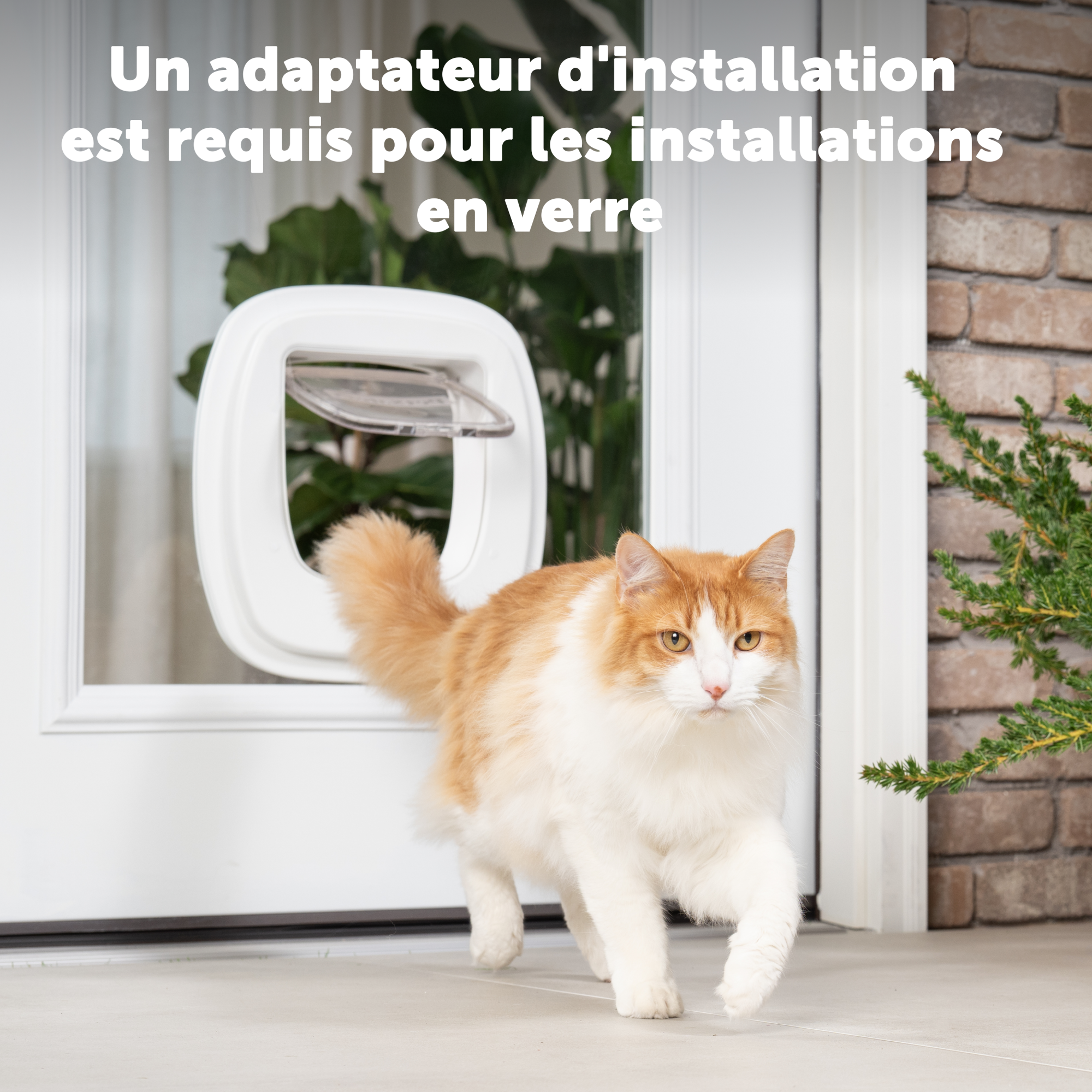 Adapteur pour fixation sur verre pour chatière pour grands chats