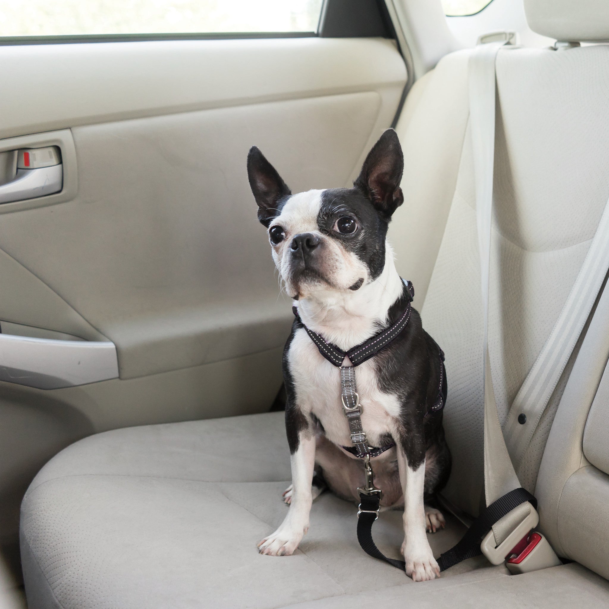 Harnais de sécurité voiture pour chien ou chat VIVOG - DOGFRENCHTOUCH