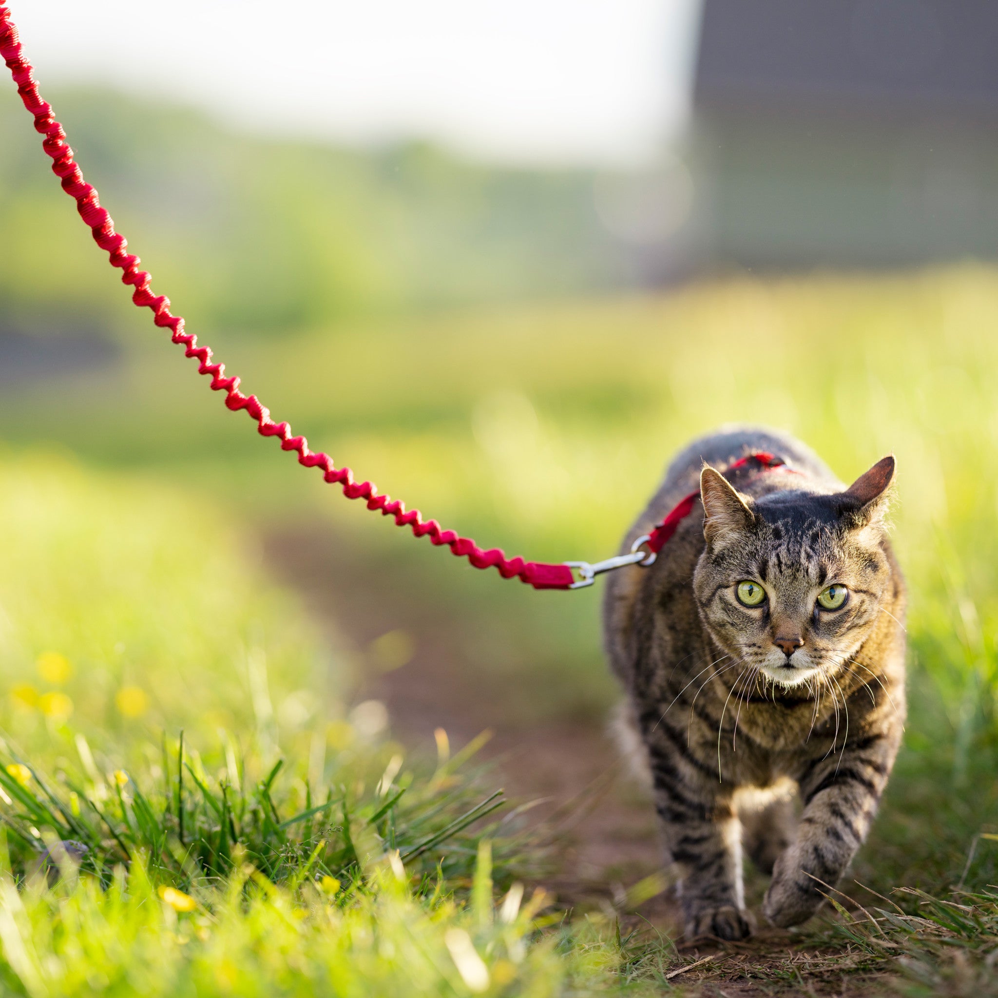 Harnais pour chats Easy Walk™ – PetSafe® France