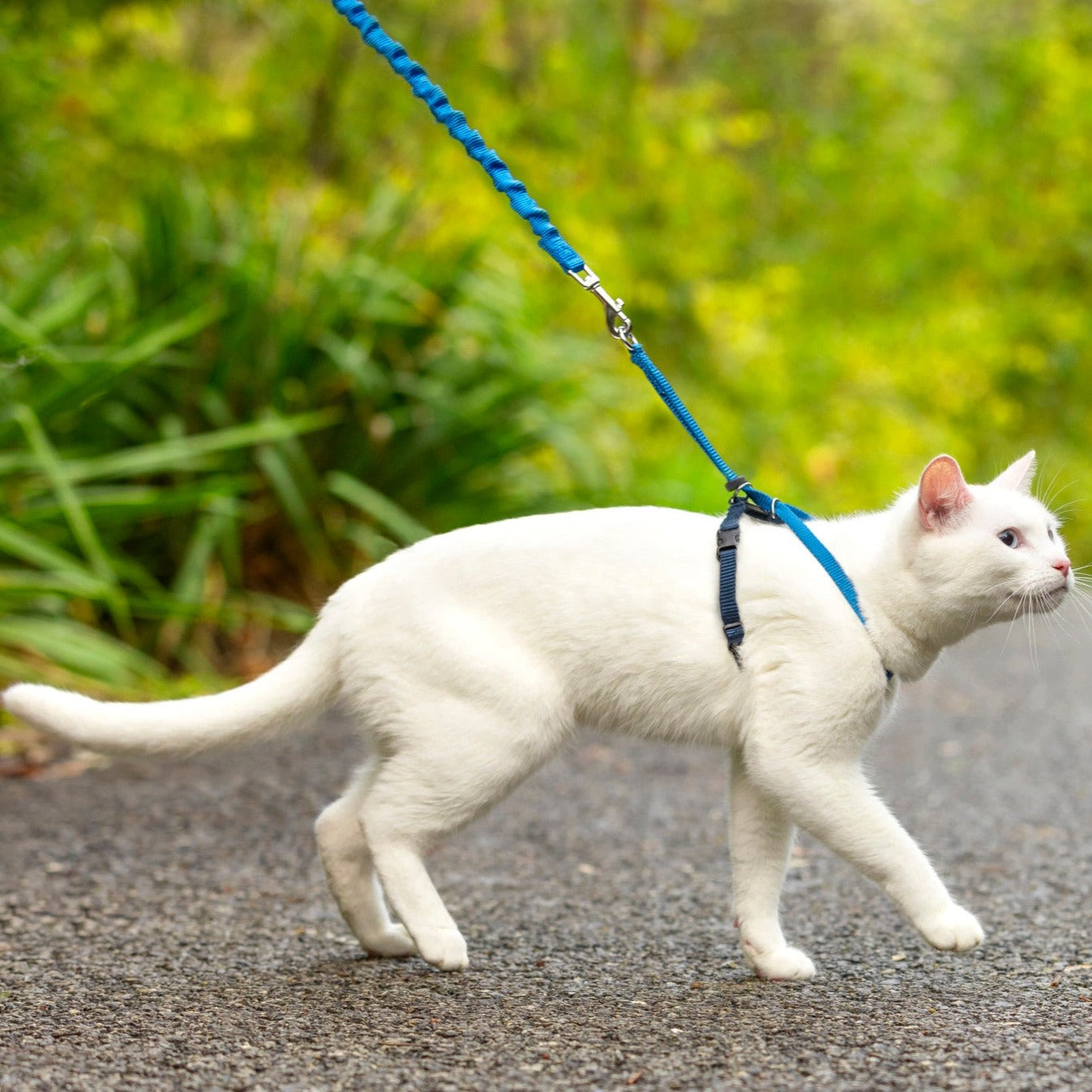 Harnais pour chats Easy Walk™ – PetSafe® France