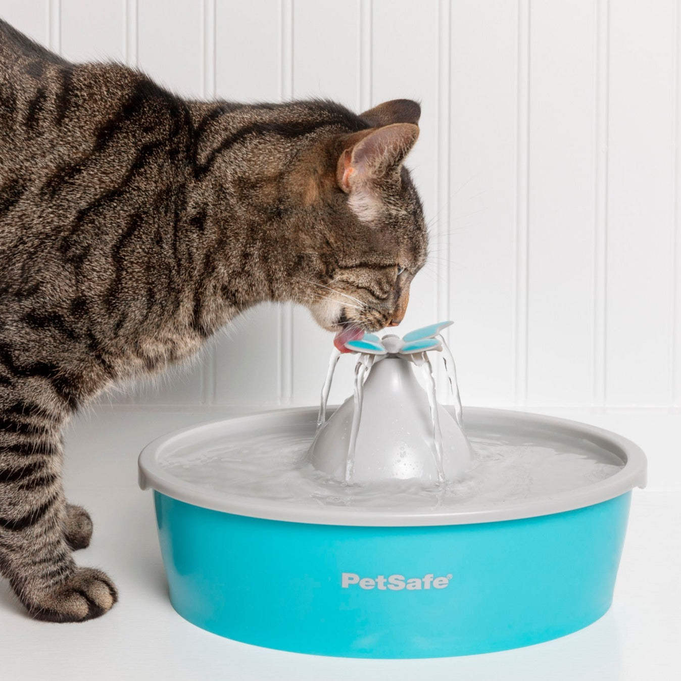 Fontaine à eau papillon Drinkwell® de PetSafe™ pour animaux de compagnie