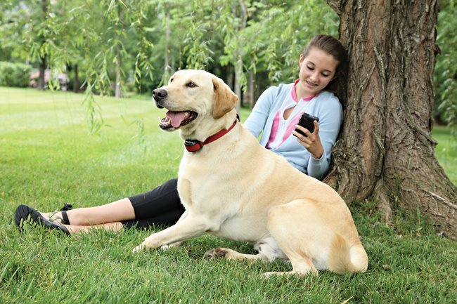 Collier-récepteur supplémentaire Add-A-Dog® pour chien têtu pour le système anti-fugue sans fil STAY & PLAY® Wireless Fence