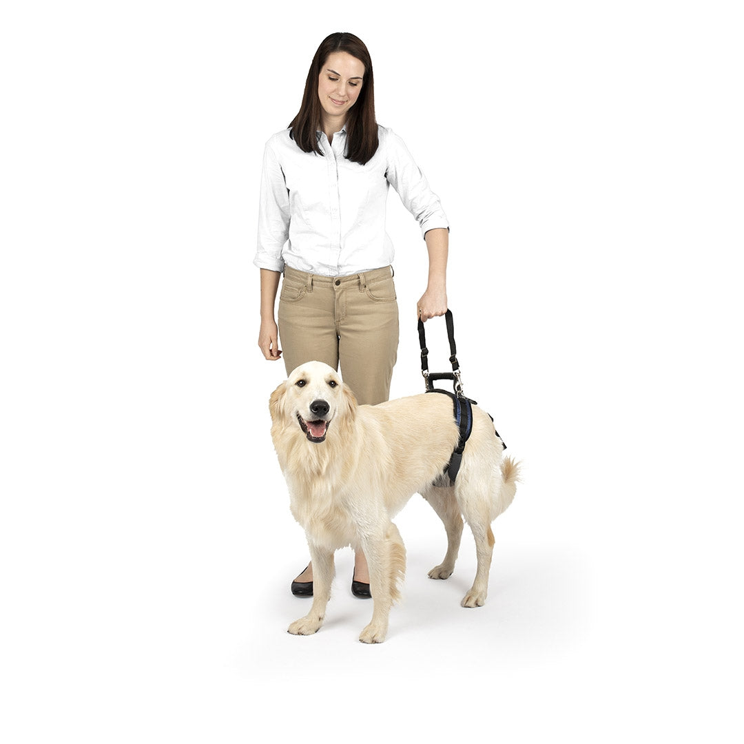 Harnais pour chien beige, Gala – Cafide Pets